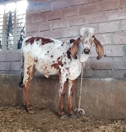 વાંસળી વેચવાની છે