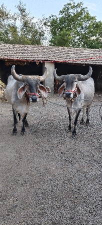 ગોઢલા વેચવાના છે