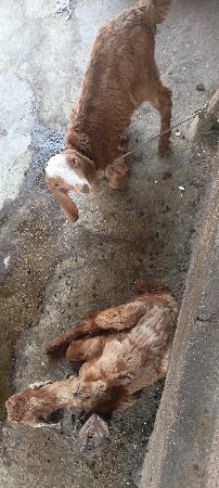 નાના બકરા વેચવાના છૈ