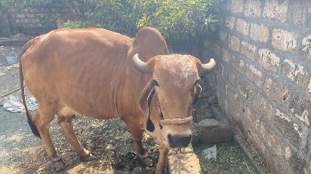 ગાય વેચવા ની છે