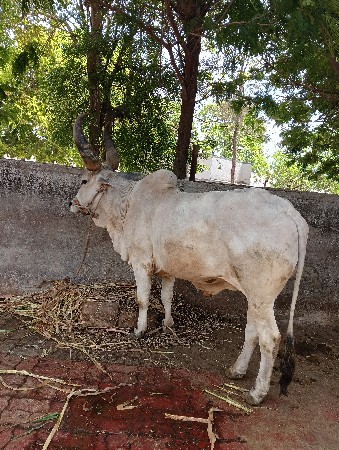 थंबनेल 3