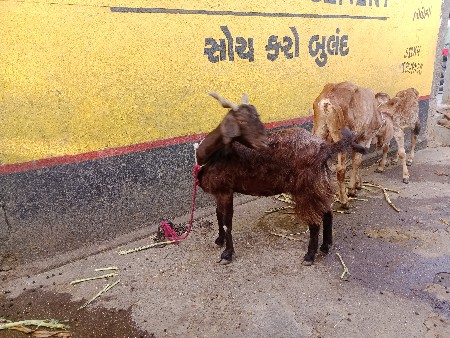 દેશી લાલ બકરી વેચવાની છે