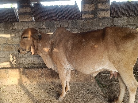 ગીર ગાય દેવાની.છે
