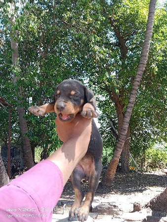 डॉबरमॅन पप्पी