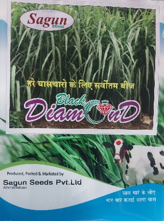 વાઠ વાળુ બારમાસી ધાસ નુ બીયારણ