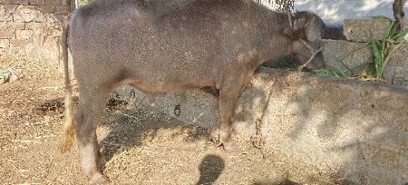 પાડો ભુરો