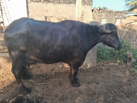 2 ભેસ વેચવાની છે