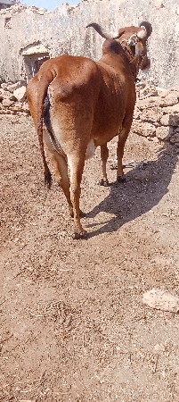 ગાય વેચવાની છે