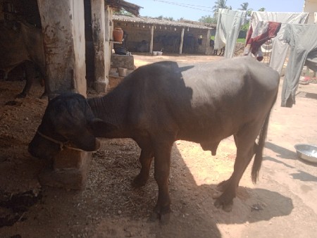 પાડો દાવૈ