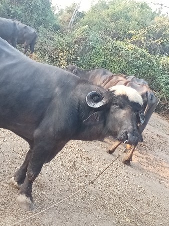 પાડો વેચવાનો છે