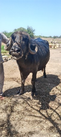 थंबनेल 3