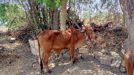 थंबनेल 3