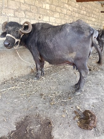 ભેંસ વેચવાની છે