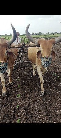બળદ વેચવાના છે
