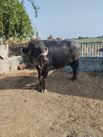 थंबनेल 2