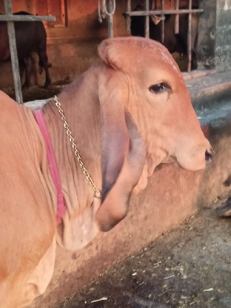 વાચળી વેચવિ