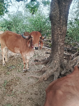 બળદ વેચવાના છે
