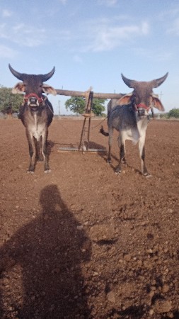 ચાર ચાર દાતે