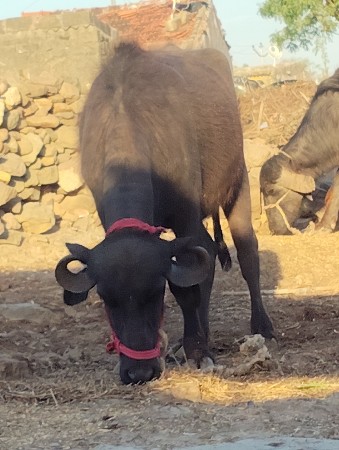 Jamnagar jilla Lalpur Taluka