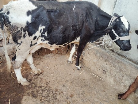 थंबनेल 2