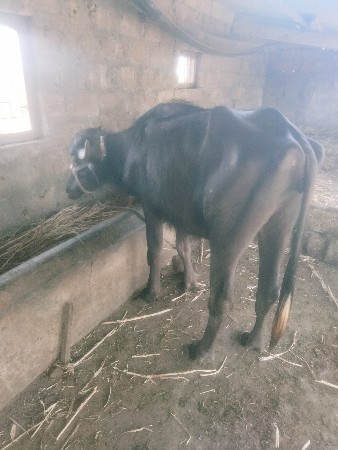 ખળેલી  વેચવાની છે