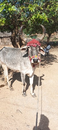 પેલી વાવણીનો ગોટલો છે