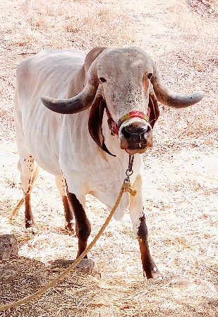 थंबनेल 2