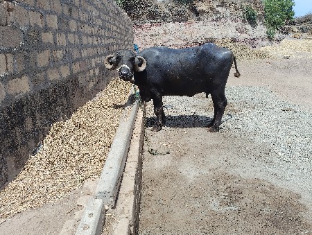 પેલુ વેતર ભેસ વેચવાની શે
