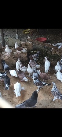 કબુતર વેચવાના છે 30 નંગ છે