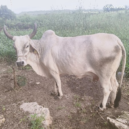 ત્રીજું વેતર