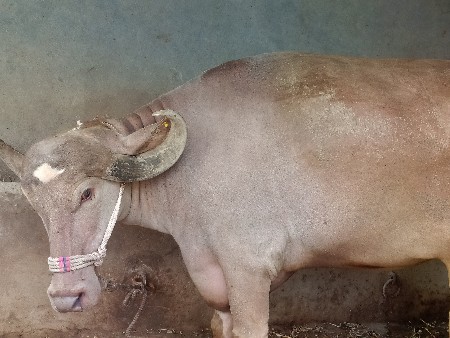 थंबनेल 3