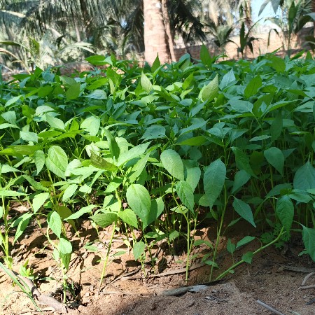 દેશી મરચા