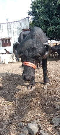 થંબનેલ 2