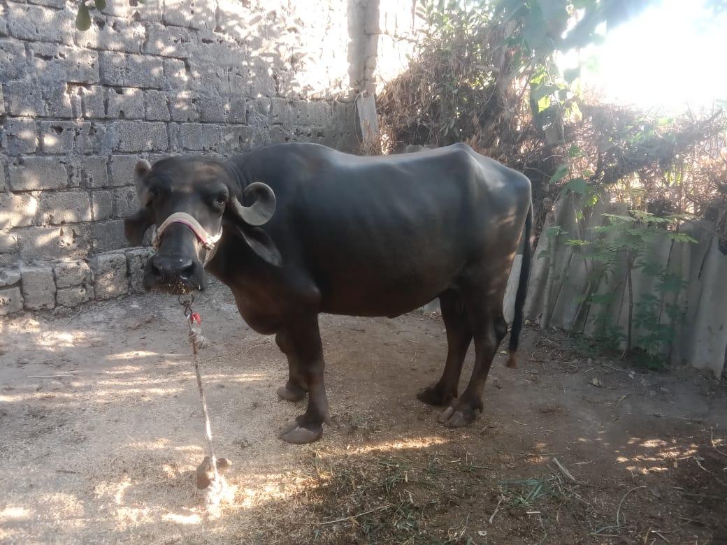 ભેંસ વેચવાની છે