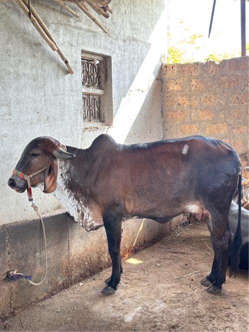 થંબનેલ 3