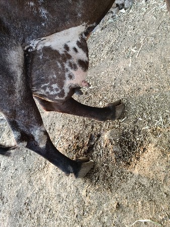 બે ગાયું વેચવાની છે