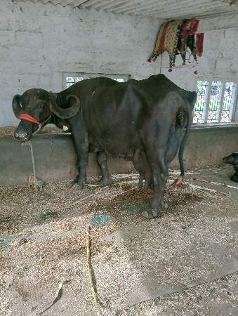 ભેંશ વેશવાની છે