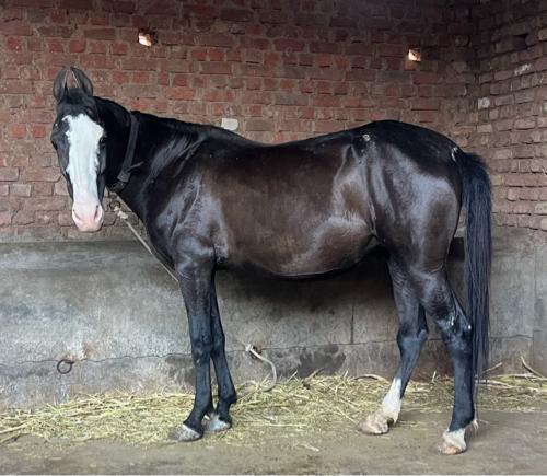 Brood mare
10 months pregnant