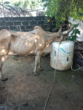 બળદ વેચવાનું છે