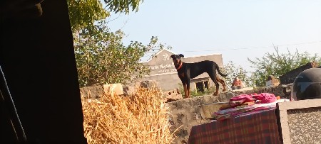 थंबनेल 2