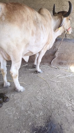 ગાય વેચવાની છે