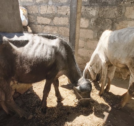 પાડી વેચવાની છે