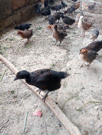 સોનાલી મરઘા મરઘી વેચવા ના છે