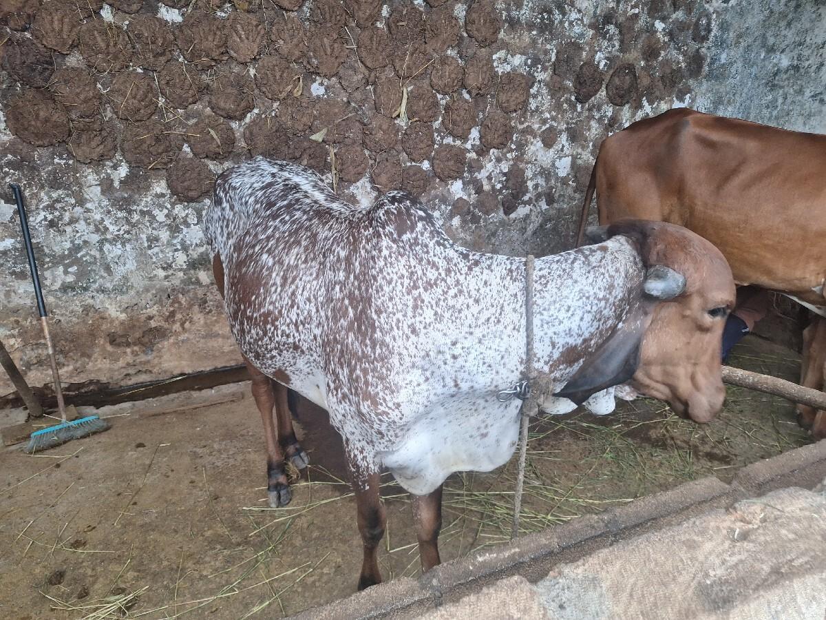 थंबनेल 2