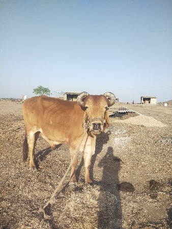 થંબનેલ 3