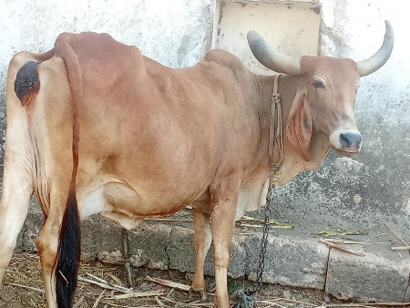ગાય વેસવા ની છે