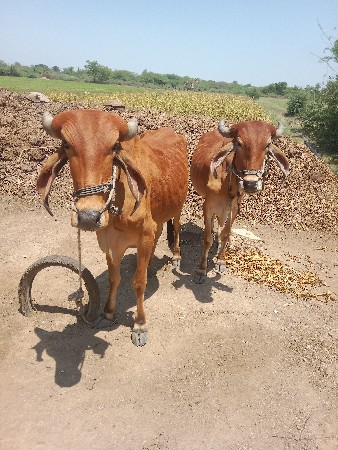 વેશવાના છે
