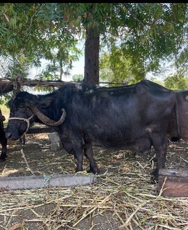 થંબનેલ 3