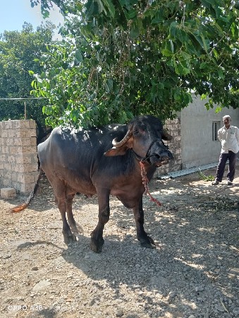 વેતર બીજું
નવમો મહિનો ગાભની