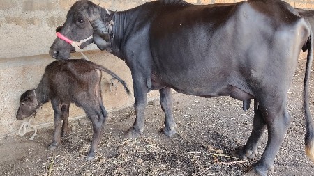 ભેંસ વેચવાની છે